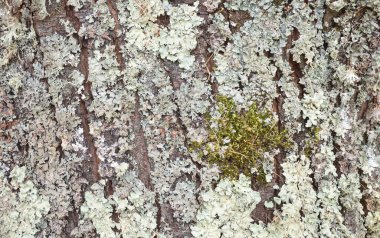 Ağaç gövdesinin makro arka planında liken ve yosunlarla kaplı bir ağaç kabuğu var.