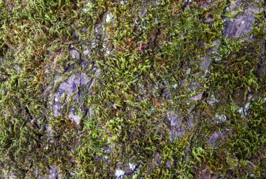 Yosun kaplı ağaç kabuğunun detaylarıyla bir ağaç gövdesinin makro arka planı