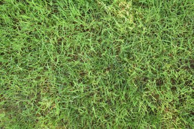 Çayırdaki bol yeşil otların doğal dokusunun makro ayrıntıları. Üst görünüm.