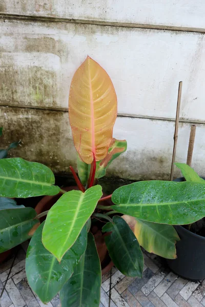 Philodendron Zonlicht Philodendron Sinaasappelblad Philodendron Selloum Plant — Stockfoto
