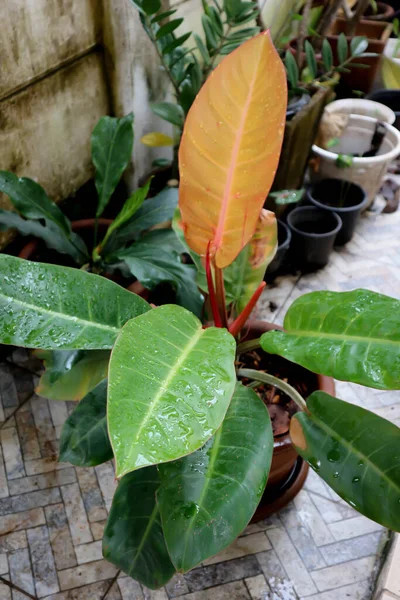 Filodendron Sunlight Philodendron Orange Leaf Philodendron Selloum Plant — Foto de Stock