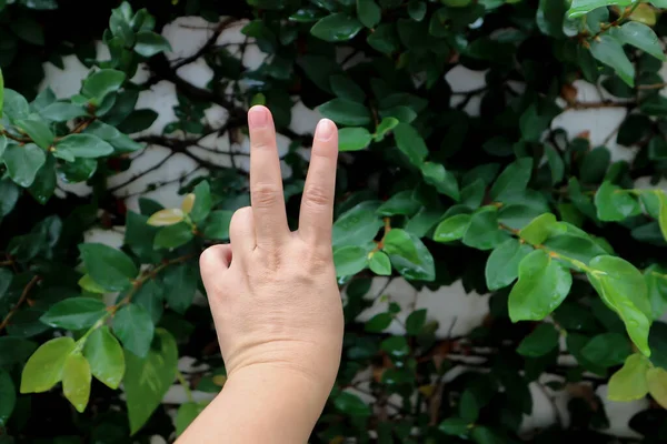 two fingers ,Hand with  sign or Hand showing peace sign in plant background