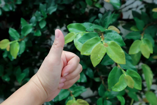 fingers ,Hand with  sign or Hand showing peace sign in plant background or good sign