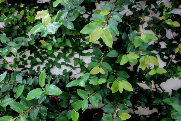 Ficus Pumila Vagy Mászó Füge Vagy Moraceae Harmatcsepp Vagy Esőcsepp — Stock Fotó