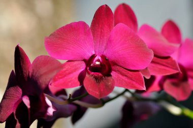 kırmızı orkide, kırmızı çiçekler veya Bulbophyllum veya dendrobium orkidesi veya Dendrobium sp veya ORCHIDACEAE bitkisi