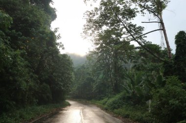 Sis, ağaç ve yol arkaplanı ya da yağmur veya yağmurlu bir günden sonra dağ ya da orman