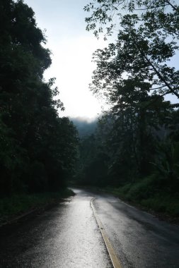 Sis, ağaç ve yol arkaplanı ya da yağmur veya yağmurlu bir günden sonra dağ ya da orman