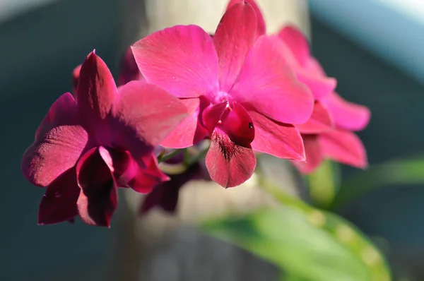 Czerwona Orchidea Czerwone Kwiaty Lub Bulwiasty Lub Storczyk Dendrobium Lub — Zdjęcie stockowe