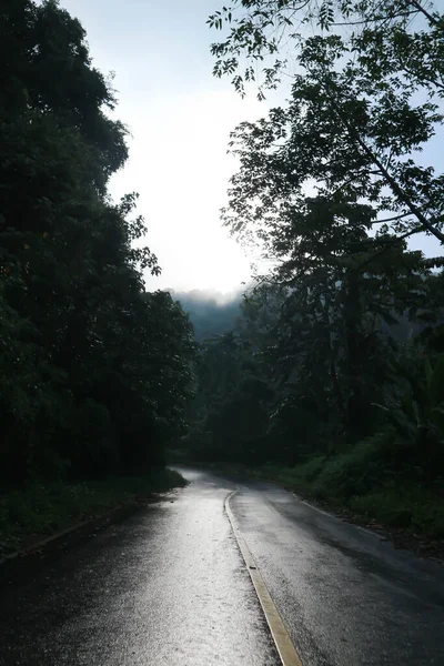 Туман Дерево Дорога Фон Горы Лес После Дождя Дождливый День — стоковое фото