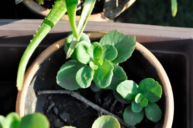 Kalanchoe, Kalanchoe tomentosa veya Kalanchoe Daigremontiana veya Meksika Şapkası veya sulu bitki