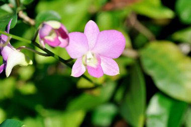 pembe orkide çiçeği veya mor orkide, mor orkide veya Bulbophyllum veya dendrobium orkidesi veya Dendrobium sp veya ORCHIDACEAE bitkisi