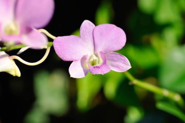 pembe orkide çiçeği veya mor orkide, mor orkide veya Bulbophyllum veya dendrobium orkidesi veya Dendrobium sp veya ORCHIDACEAE bitkisi