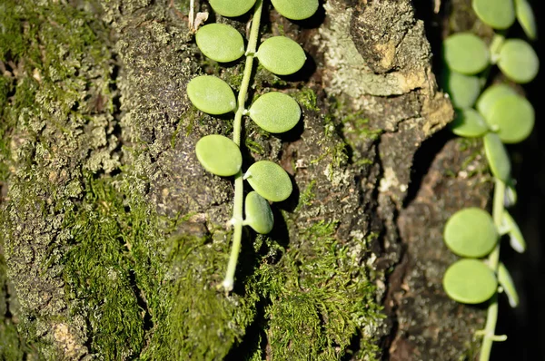 Dischidia Nummularia Variegata Dischidia Nummularia Variegatege Briofita Charophytes Pianta — Foto Stock