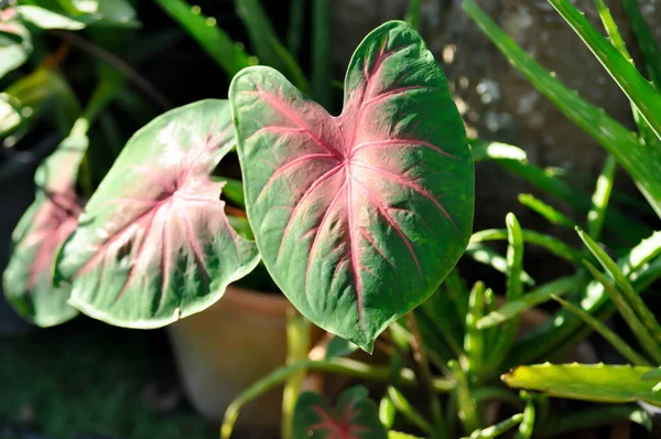Caladium Caladium Bicolor Vent Caladium Bicolor Pink Green Leaf — 스톡 사진