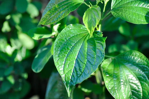 Wilde Betel Leafbush Piper Sarmentosum Roxb Piper Lolot Plant — Stockfoto