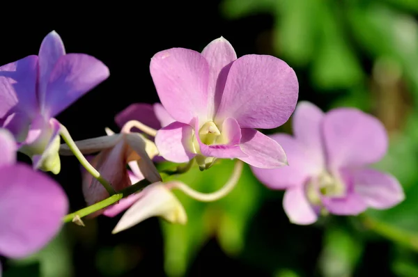 ピンクの蘭の花や紫の蘭 紫の花や球根植物やデンドロビウム蘭やデンドロビウムSpまたはOrchidaceae植物 — ストック写真