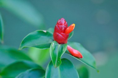 Costus speciosus, Crape ginger veya Malay ginger veya Spiral flag veya Costus speciosus Cheilocostus speciosus, Costaceae veya Cane reed veya Crape ginger veya Malay ginger veya Spiral Flag