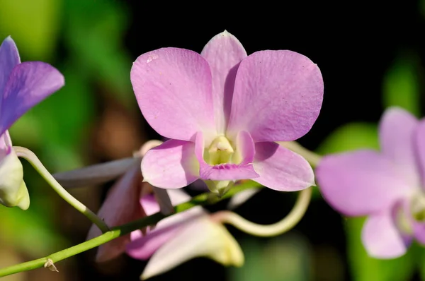pink orchid flower or purple orchid, purple flowers or Bulbophyllum or dendrobium orchid or Dendrobium sp or ORCHIDACEAE plant
