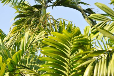 Areka fındığı, Areca fındığı palmiyesi veya Areka fındığı palmiyesi veya Betel fındığı veya Betel fındığı veya Areca catechu L veya ARECACEAE veya PALMAE veya PALMACEAE veya ağaçta Areca fındık tohumu