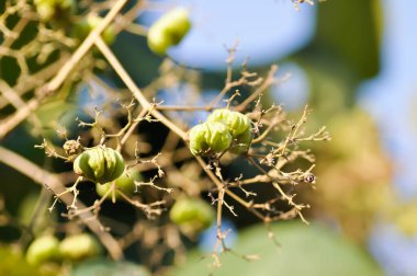 Tectona grandis, Tik ya da LAMIACEAE ya da meşe ağacı ya da meşe tohumu ya da meşe ağacı çiçeği