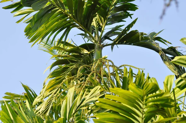 Areca Nut Areca Nut Palm Areca Palm Betel Nut Palm — Fotografia de Stock