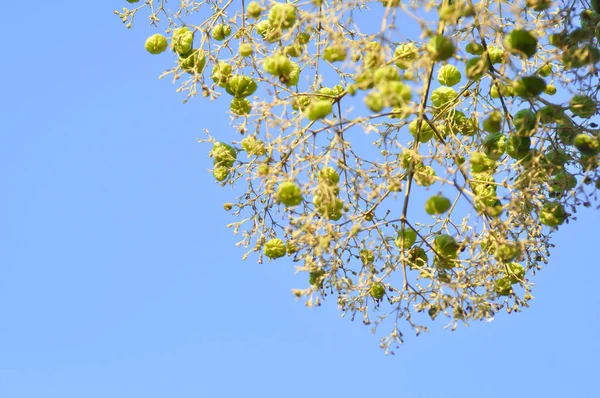 Tectona Grandis Teak Atau Lamiaceae Atau Pohon Jati Atau Bunga — Stok Foto