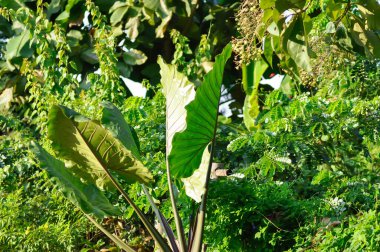 Xanthosoma sagittifolium L Schott, Kulak Fili veya Dev Alocasia veya ARACEAE bitkisi