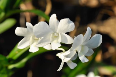 beyaz orkide, beyaz orkide çiçeği ya da orkide bitkisi