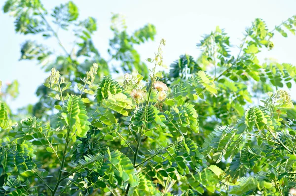 Yağmur Ağacı Veya Samanea Saman Leguminosae Mimosoideae Bitkisi — Stok fotoğraf