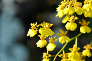 Oncidium Cheiro, Oncidium Cheiro Kukoo Tokyo veya Oncidium Sweet Sugar Emperor veya Yellow Oncidium Orchid veya Oncidium cheirophorum veya Oncidium veya Twinkle Oncidium veya Colombia Buttercup plant