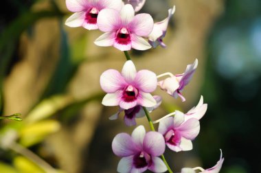 Pembe orkide, pembe ve kırmızı orkide çiçeği veya orkide çiçeği.