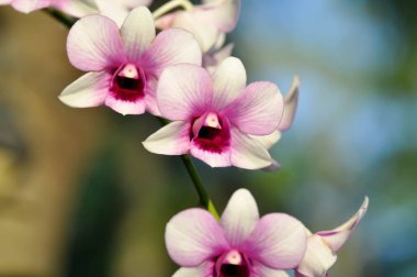 Pembe orkide, pembe ve kırmızı orkide çiçeği veya orkide çiçeği.