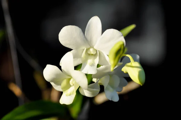Vit Orkidé Vit Orkidé Eller Orchidaceae — Stockfoto