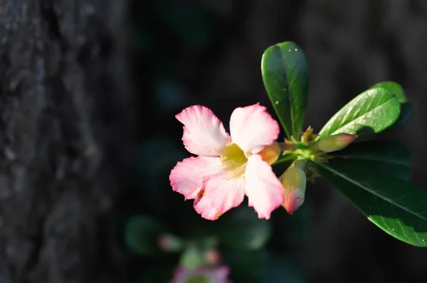 Пустеля Троянди Лілія Імпала Або Аденій Ожиріння Або Рожева Квітка — стокове фото