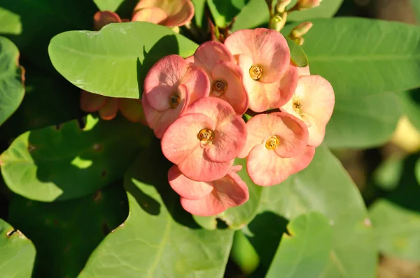 Chrystus Thorn Euphorbia Milii Lub Euphorbiaceae Lub Różowe Kwiaty — Zdjęcie stockowe