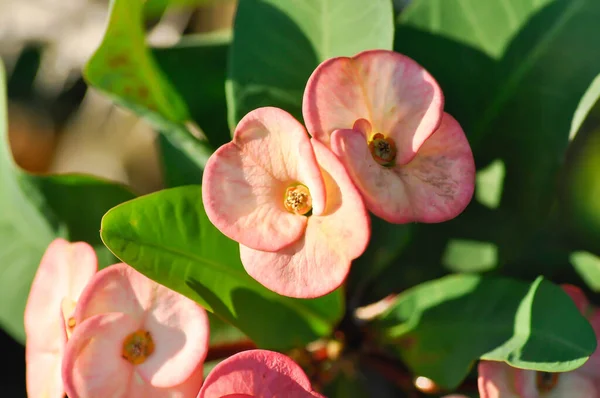 Шип Христа Euphorbia Milii Euphorbiaceae Розовые Цветы — стоковое фото