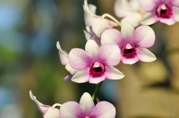 Rózsaszín Orchidea Rózsaszín Piros Orchidea Virág Vagy Orchidaceae Növény — Stock Fotó