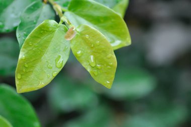 Ficus pumila veya tırmanan incir veya MoraceAE ve çiy damlası veya yağmur damlası