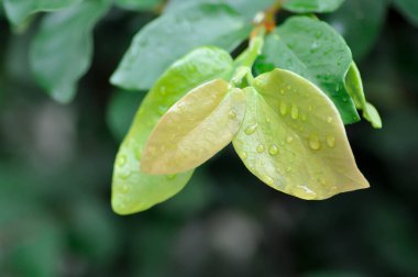 Ficus pumila veya tırmanan incir veya MoraceAE ve çiy damlası veya yağmur damlası