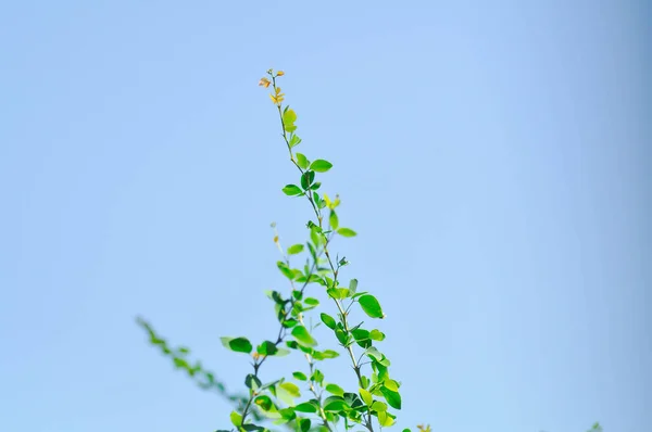 Pithecellobium Dulce Roxb Benth Madras Thorn Manila Tamarind Fabaceae Plants — стокове фото