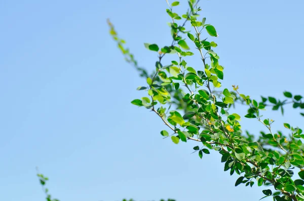 Pithecellobium Dulce Roxb Benth Madras Thorn Manila Tamarind Fabaceae Plant — Foto de Stock