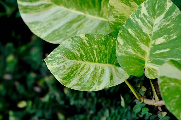 Devils Ivy Golden Pothos Hunters Robe Epipremnum Aureum Araceae — Foto de Stock