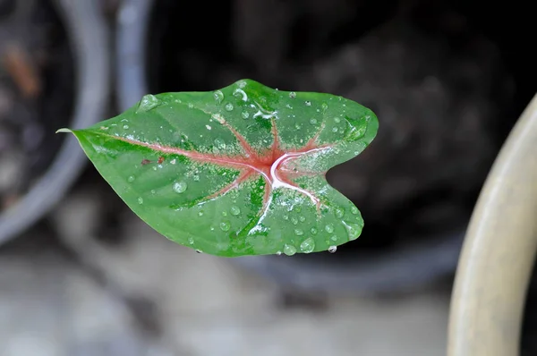 Caladium Caladium Bicolor Vent Caladium Bicolor Rain Drop Dew Drop — Stock Photo, Image
