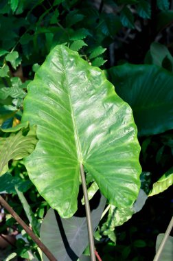 Xanthosoma sagittifolium L Schott, Kulak Fili veya Dev Alocasia veya ARACEAE bitkisi