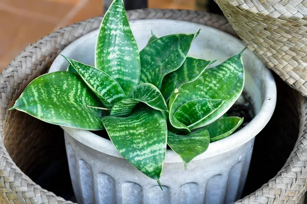 stock image Snake plant or Mother in laws tongue and Arrowhead Vine plant