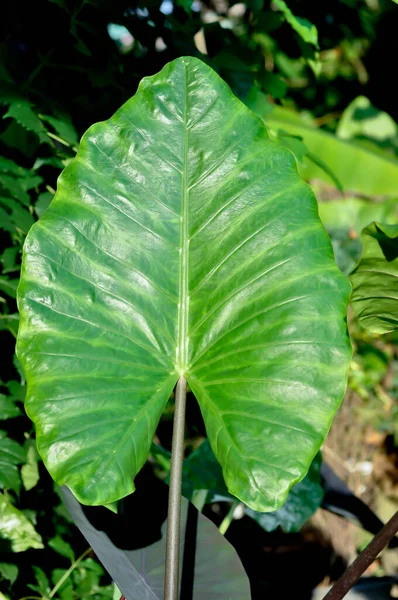 Xanthosoma Sagittifolium Schott Ohrenelefant Oder Riesenalocasia Oder Araceae Pflanze — Stockfoto