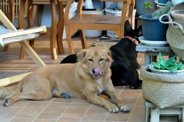 Köpek Kahverengi Köpek Siyah Köpek Evde — Stok fotoğraf