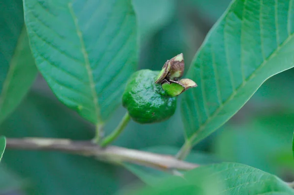 Γκουάβα Myrtaceae Psidium Guajava Linn Φυτό Σπόρος Γκουάβα — Φωτογραφία Αρχείου
