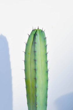 Kaktüs, Myrtillocactus geometrizans veya Peri Masalı Şatosu veya Cereus Peruvianus veya Harrisia tetracantha veya harrisia veya sulu bitki