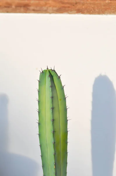 Cactus Myrtillocactus Geometrizans Fairytale Castle Cereus Peruvianus Harrisia Tetracantha Harrisia — Stock Photo, Image